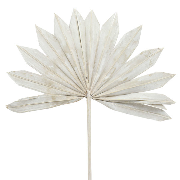 Feuilles de palmier - Grises
